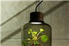 لامپی برای رشد گیاهان