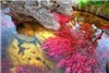 رنگی ترین رودخانه جهان