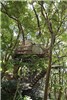 چایخانه درختی روی درخت 300 ساله