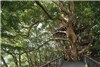 چایخانه درختی روی درخت 300 ساله