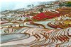زیباترین مزارع برنج جهان در چین