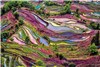 زیباترین مزارع برنج جهان در چین