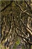 تونلی از جنس درخت در ایرلند