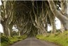 تونلی از جنس درخت در ایرلند