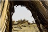 بیابان صنوبر در شمال آفریقا