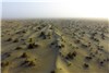 بیابان صنوبر در شمال آفریقا