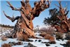 قدیمی‌ترین درختان زنده جهان!