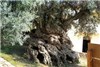 قدیمی‌ترین درختان زنده جهان!