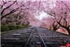 دیدن بهار ژاپن را از دست ندهید+تصاویر
