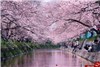 دیدن بهار ژاپن را از دست ندهید+تصاویر
