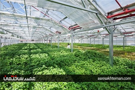 بزرگترین مزرعه جهان در پشت‌بام!+تصاویر