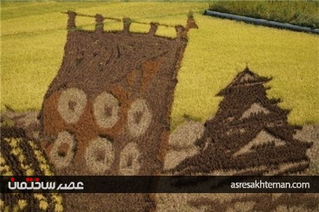 آثار هنری در مزرعه‌های برنج ژاپن