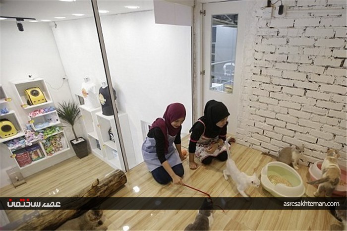 نخستین هتل 5 ستاره دنیا برای گربه ها+ تصاویر