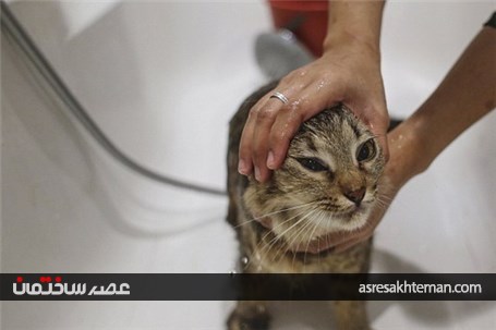نخستین هتل 5 ستاره دنیا برای گربه ها+ تصاویر
