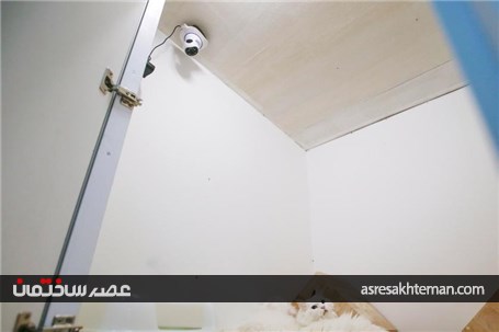 نخستین هتل 5 ستاره دنیا برای گربه ها+ تصاویر