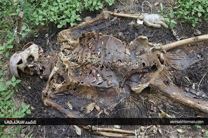 مزرعه وحشت انگیز مردگان در آمریکا /تصاویر (18+)