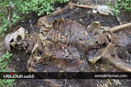مزرعه وحشت انگیز مردگان در آمریکا /تصاویر (18+)