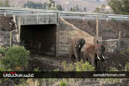 پل ها و تونل های خلاقانه و جالبی که در نقاط مختلف دنیا برای عبور حیوانات ساخته شده اند