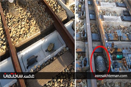 پل ها و تونل های خلاقانه و جالبی که در نقاط مختلف دنیا برای عبور حیوانات ساخته شده اند