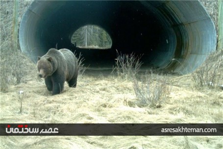 پل ها و تونل های خلاقانه و جالبی که در نقاط مختلف دنیا برای عبور حیوانات ساخته شده اند
