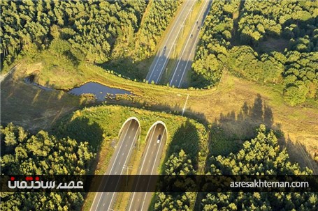 پل ها و تونل های خلاقانه و جالبی که در نقاط مختلف دنیا برای عبور حیوانات ساخته شده اند