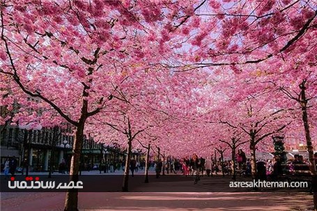 شگفت انگیزترین و زیباترین خیابان های جهان+تصاویر