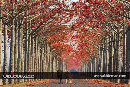 شگفت انگیزترین و زیباترین خیابان های جهان+تصاویر