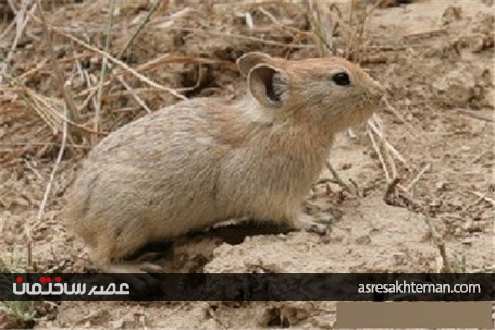 گردشگری نوروزی؛ دره شمخال