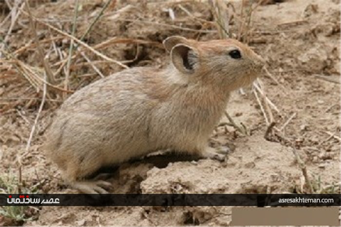 گردشگری نوروزی؛ دره شمخال