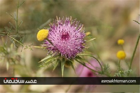 گردشگری نوروزی؛ دره شمخال