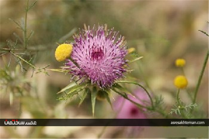 گردشگری نوروزی؛ دره شمخال