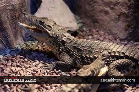 باغ خزندگان اصفهان