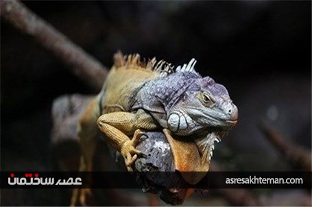باغ خزندگان اصفهان