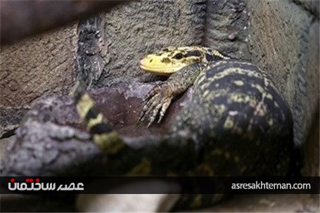 باغ خزندگان اصفهان