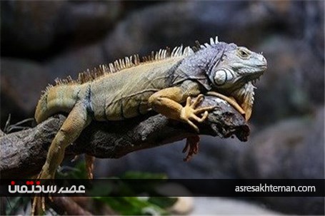 باغ خزندگان اصفهان