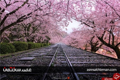 دیدن بهار ژاپن را از دست ندهید+تصاویر