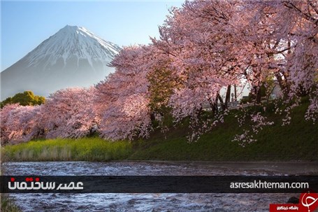 دیدن بهار ژاپن را از دست ندهید+تصاویر