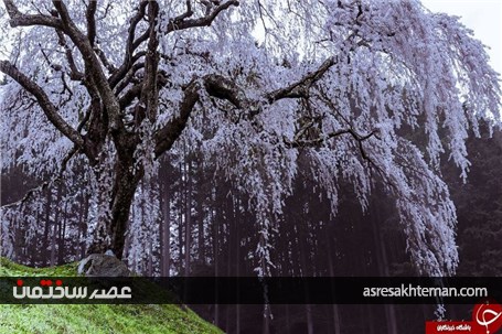 دیدن بهار ژاپن را از دست ندهید+تصاویر