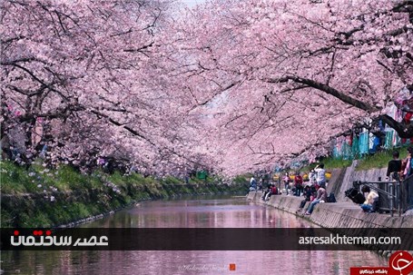 دیدن بهار ژاپن را از دست ندهید+تصاویر