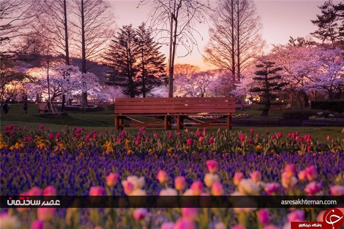 دیدن بهار ژاپن را از دست ندهید+تصاویر