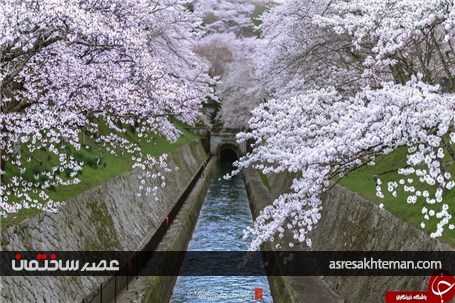 دیدن بهار ژاپن را از دست ندهید+تصاویر