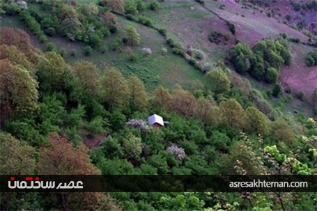 جنگل دالخانی یا دالان بهشت/کوچ مجازی به دل طبیعت+تصاویر