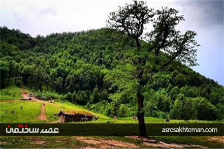 جنگل دالخانی یا دالان بهشت/کوچ مجازی به دل طبیعت+تصاویر