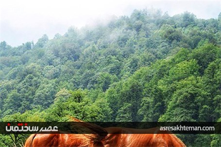 جنگل دالخانی یا دالان بهشت/کوچ مجازی به دل طبیعت+تصاویر