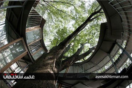 مهدکودک درختی در ژاپن