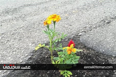 تبدیل چاله ها و ترک های خیابان به گلدان+تصاویر