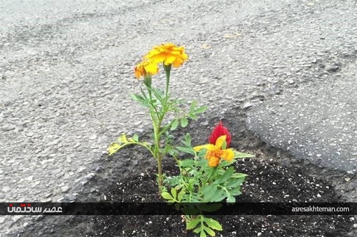 تبدیل چاله ها و ترک های خیابان به گلدان+تصاویر