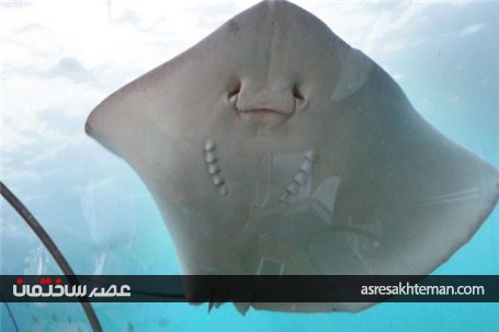 اوج هیجان را در این رستوران عجیب تجربه کنید +فیلم