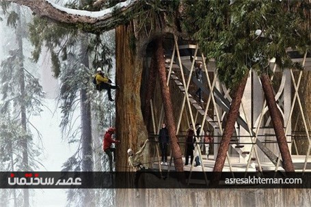 آسمان خراشی داخل درخت سکویای عظیم