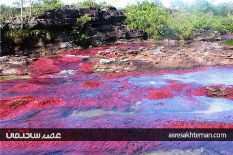 با رودخانه خون آشام آشنا شوید +تصاویر
